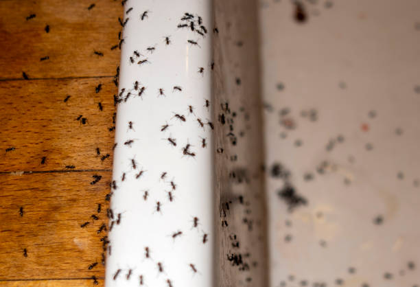Best Flea Control Services  in Wood River, NE
