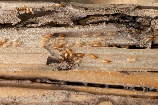 Best Affordable Pest Control Services  in Wood River, NE